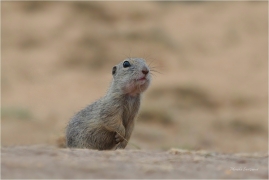 <p>SYSEL OBECNÝ (Spermophilus citellus) --- /European ground squirrel - Europäisches Ziesel/</p>